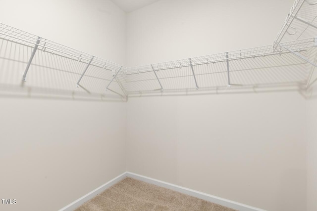 walk in closet featuring carpet