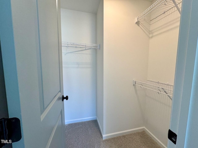 spacious closet featuring carpet