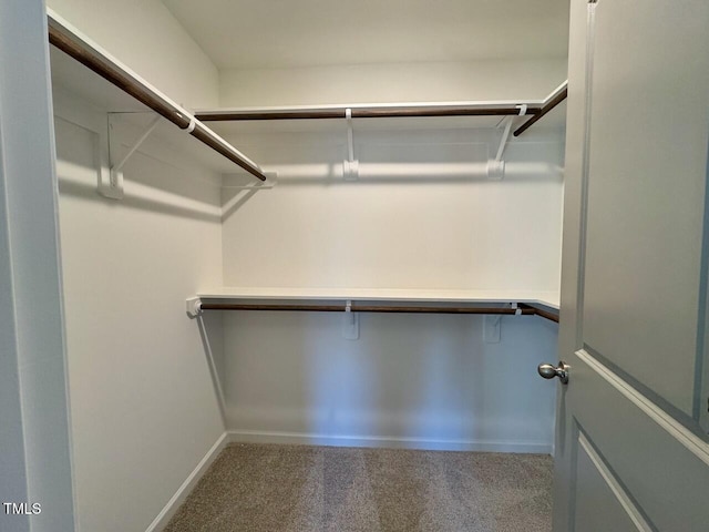 walk in closet featuring carpet flooring