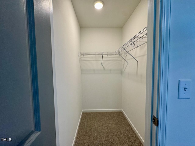 spacious closet featuring carpet flooring