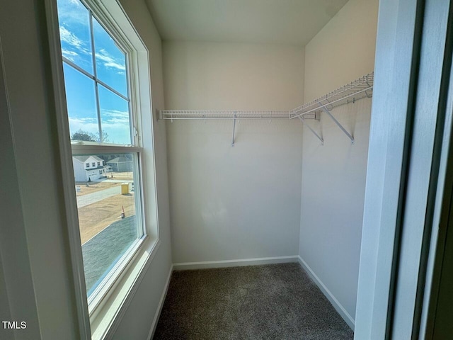 walk in closet with carpet floors