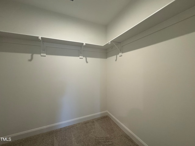 spacious closet featuring carpet flooring