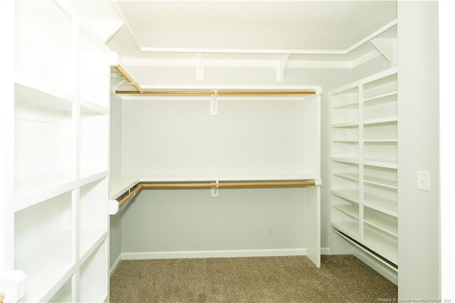 walk in closet featuring carpet floors