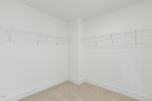 walk in closet with carpet flooring