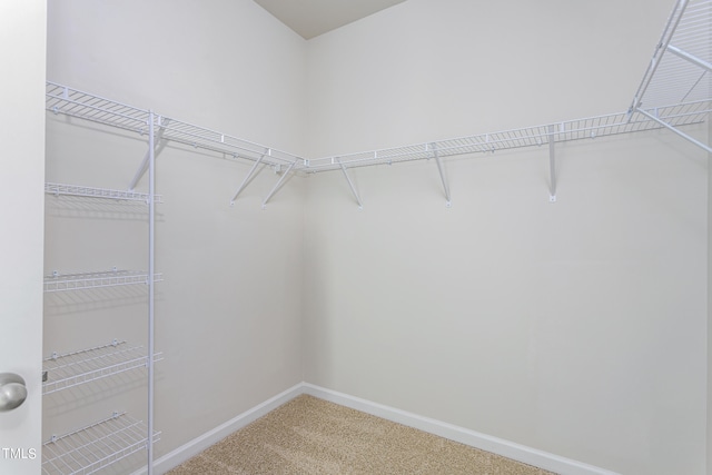 spacious closet with carpet