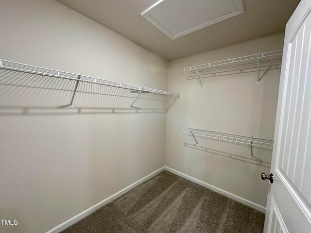 spacious closet with carpet floors