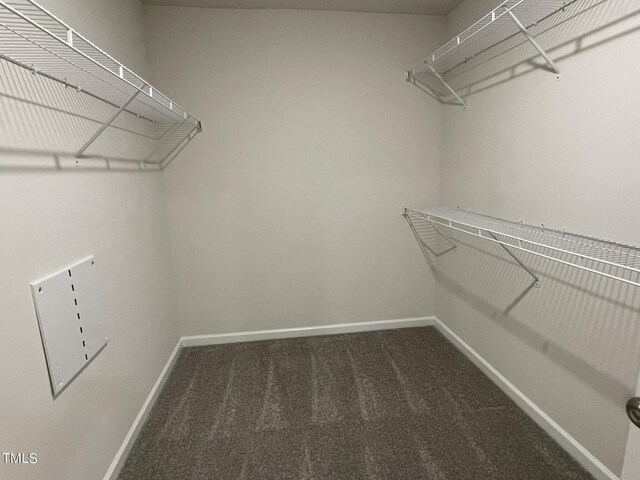 spacious closet featuring carpet