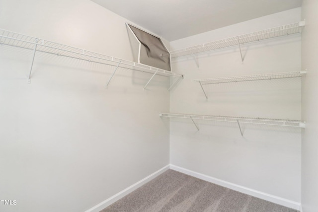 walk in closet with carpet