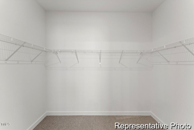 spacious closet featuring carpet floors