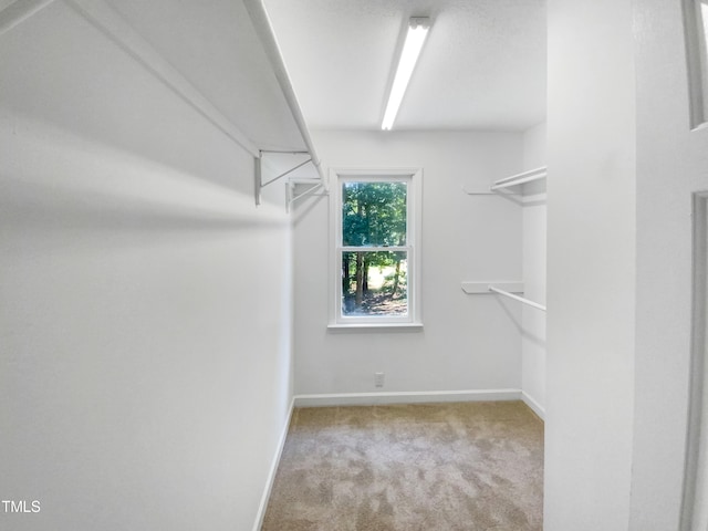 walk in closet with light colored carpet