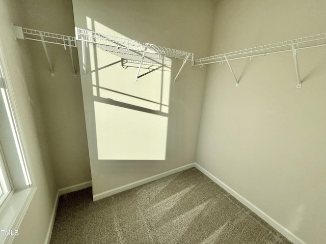 spacious closet featuring carpet flooring