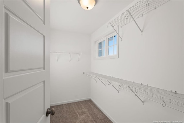 walk in closet featuring carpet floors