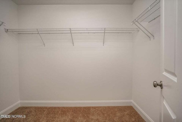 walk in closet featuring carpet flooring