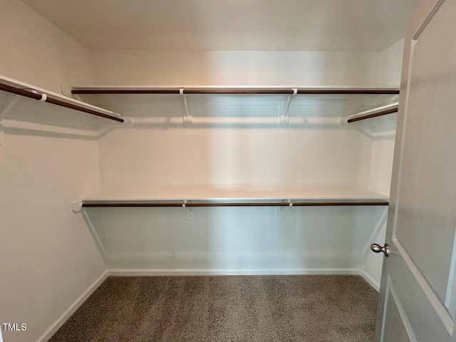 spacious closet featuring carpet floors