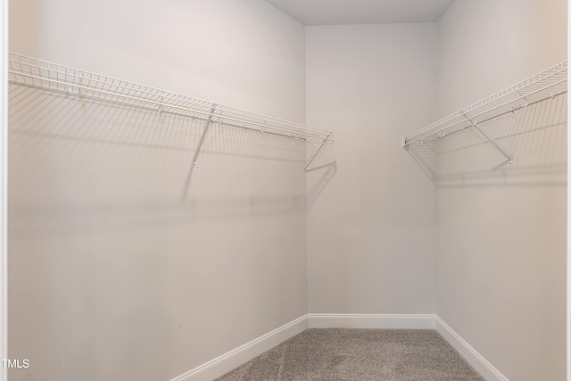 spacious closet featuring carpet flooring