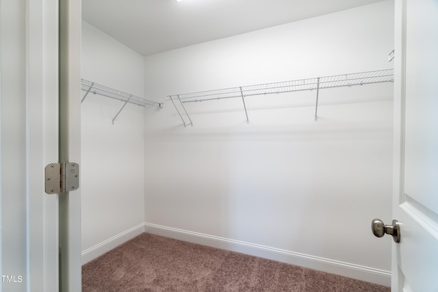 spacious closet featuring carpet flooring