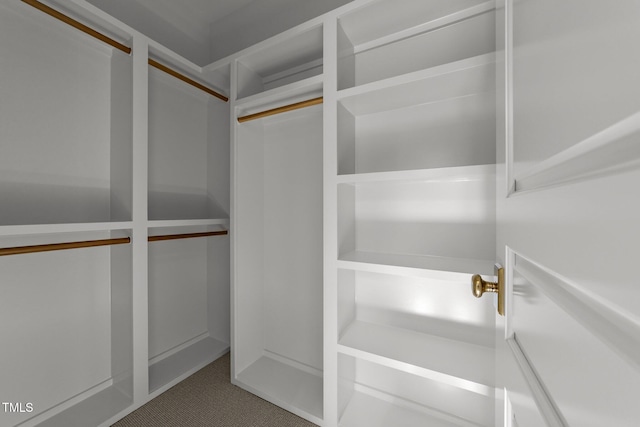 spacious closet featuring carpet floors