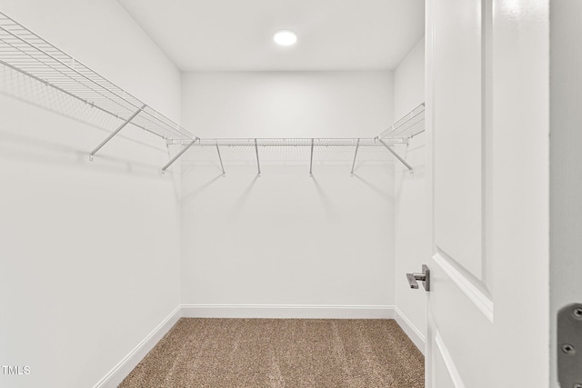 walk in closet with carpet floors