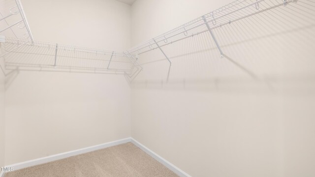 walk in closet featuring carpet