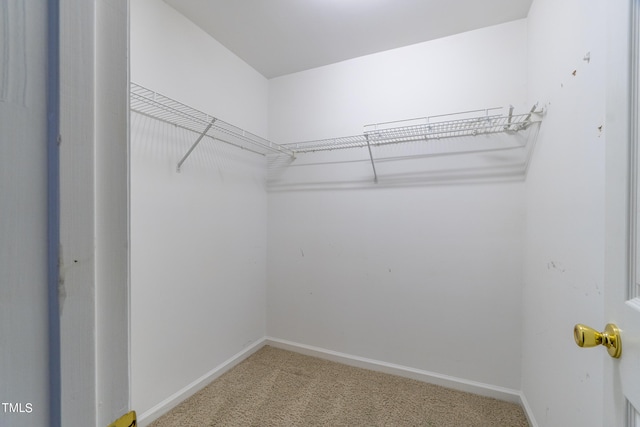 walk in closet featuring carpet flooring