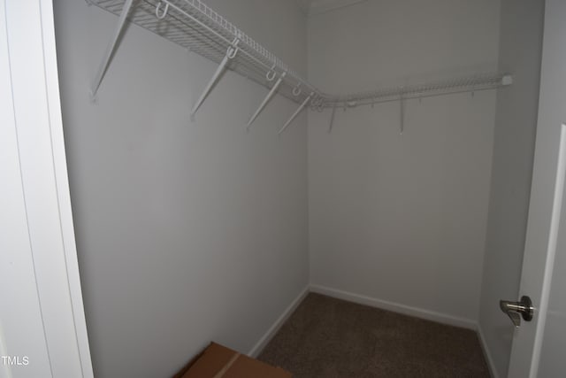 walk in closet with carpet floors