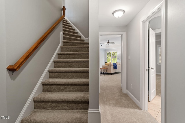 stairway featuring ceiling fan and carpet flooring