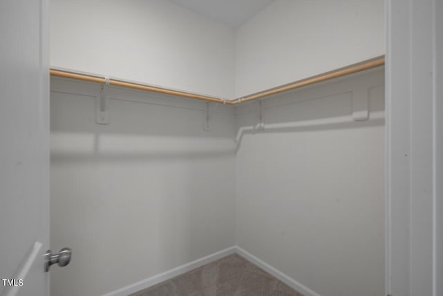 walk in closet featuring carpet floors