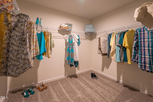 walk in closet with carpet flooring