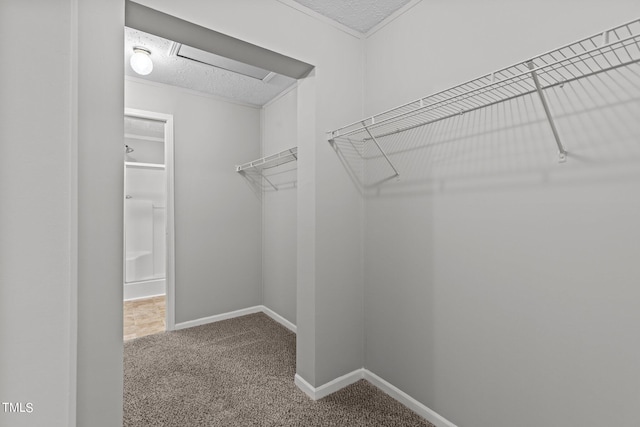 walk in closet with carpet floors