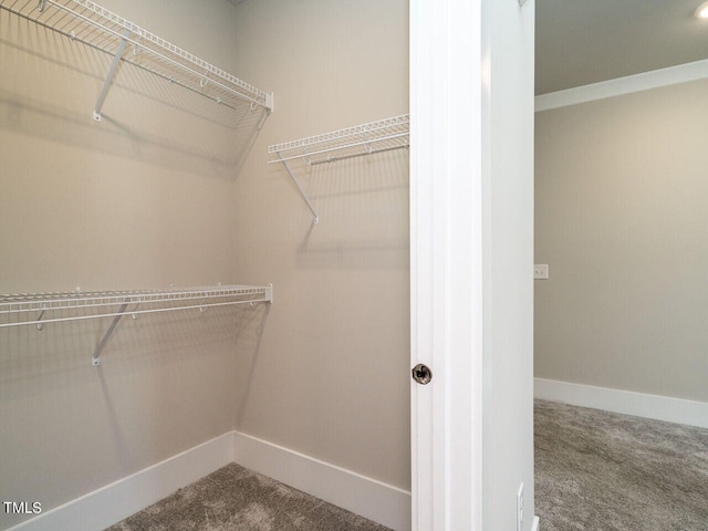 walk in closet with carpet floors