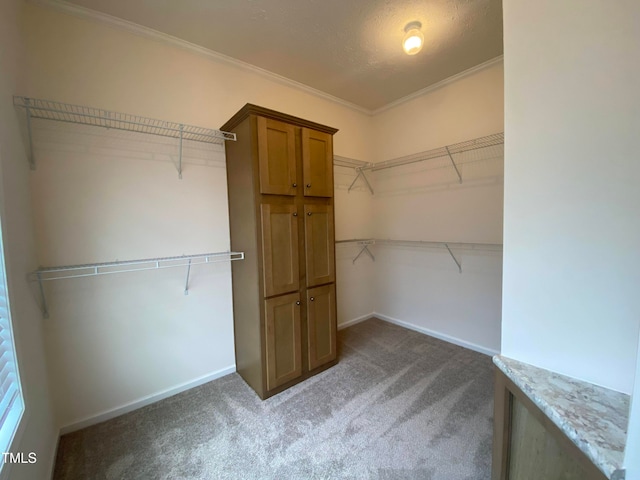 walk in closet featuring carpet flooring