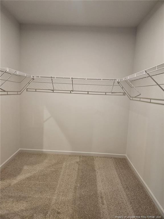spacious closet featuring carpet floors