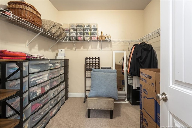 walk in closet with carpet flooring