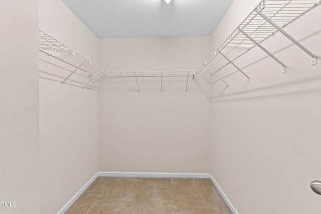 spacious closet featuring carpet floors