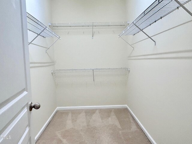 walk in closet featuring carpet floors