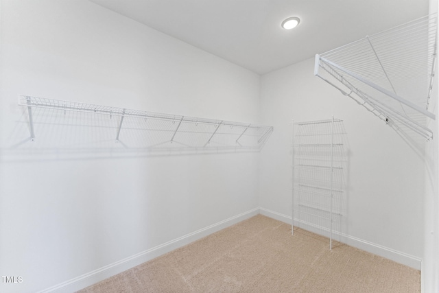 spacious closet featuring carpet