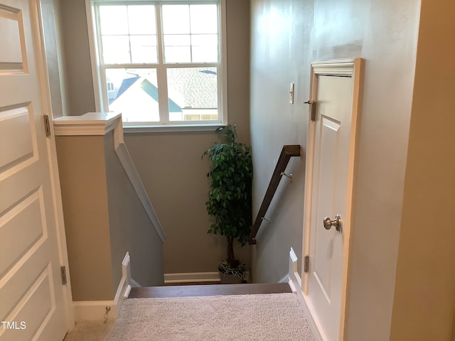 staircase featuring carpet floors