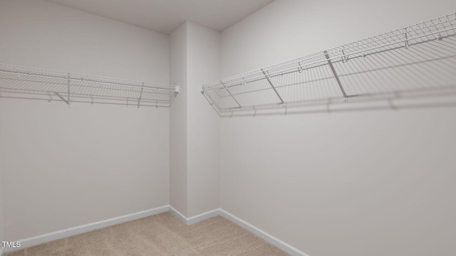 spacious closet featuring carpet