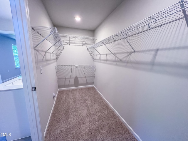 spacious closet featuring carpet