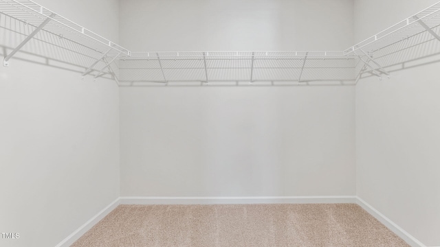 spacious closet featuring carpet flooring