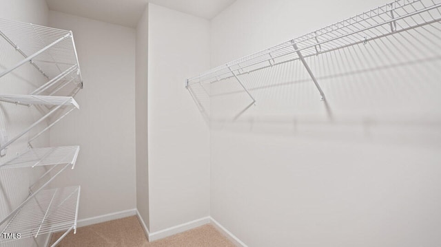 spacious closet featuring carpet