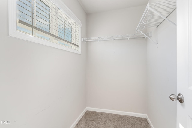 spacious closet featuring carpet