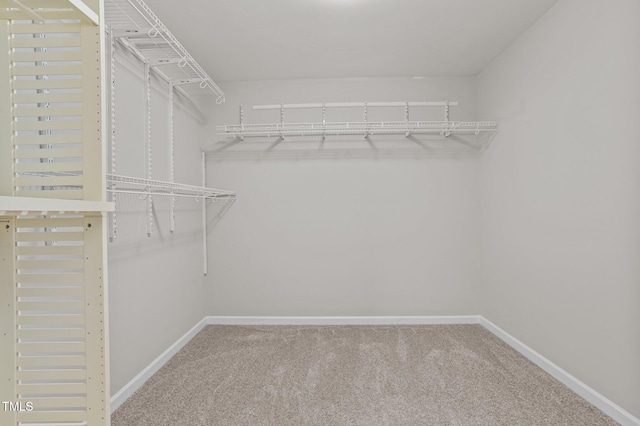 walk in closet with carpet flooring