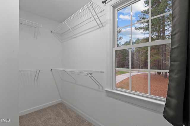 walk in closet featuring carpet floors