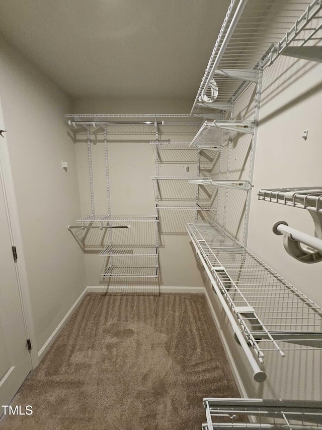 walk in closet with carpet flooring