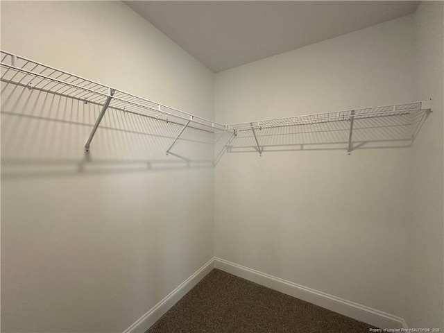 walk in closet with carpet floors