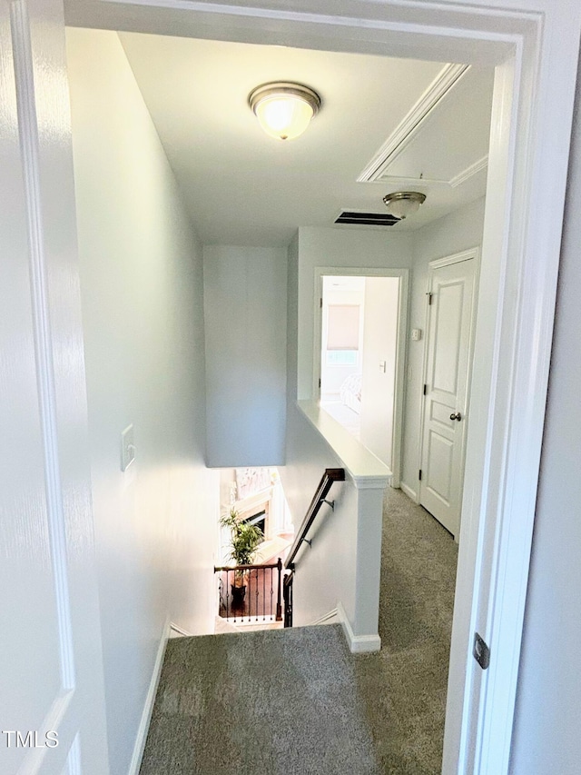 stairway featuring carpet flooring