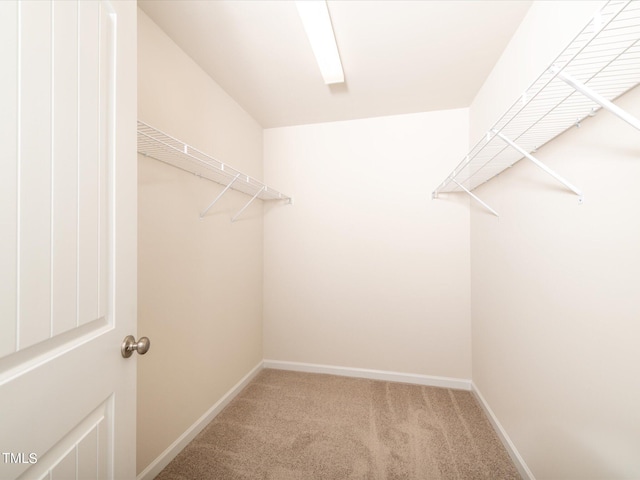 walk in closet featuring carpet flooring