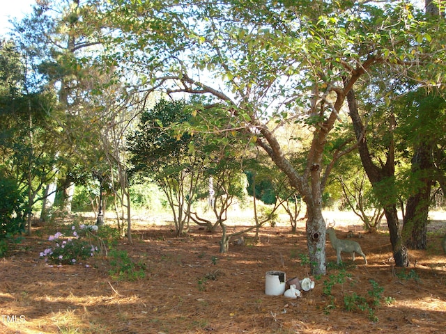 view of local wilderness