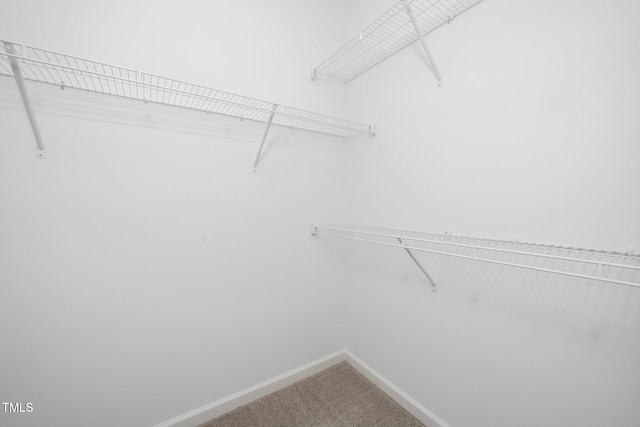 walk in closet with carpet flooring